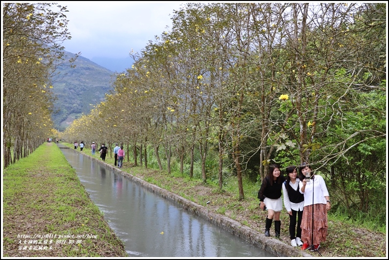 富源黃花風鈴木-2021-03-57.jpg