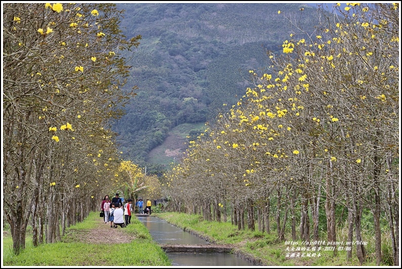 富源黃花風鈴木-2021-03-56.jpg