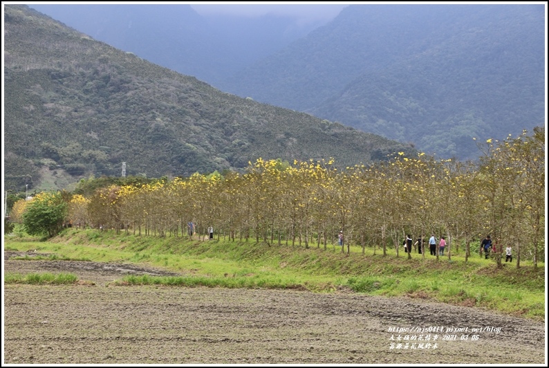 富源黃花風鈴木-2021-03-59.jpg