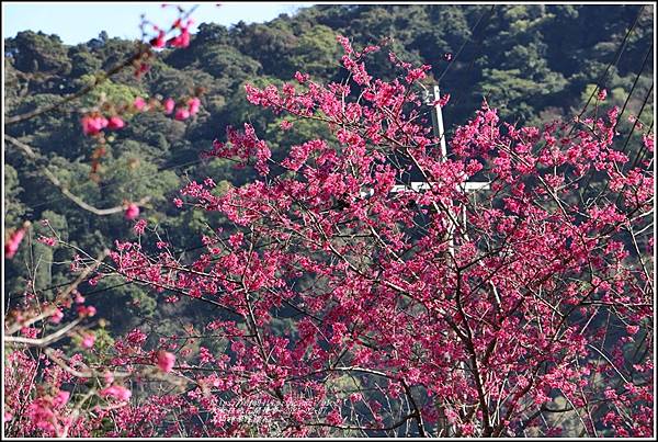 玉山神學院櫻花-2021-02-02.jpg