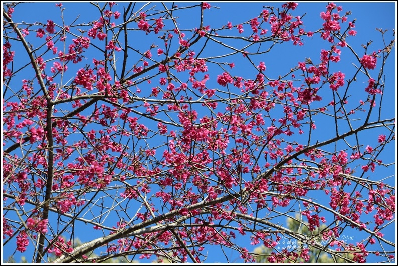 玉山神學院櫻花-2021-02-05.jpg