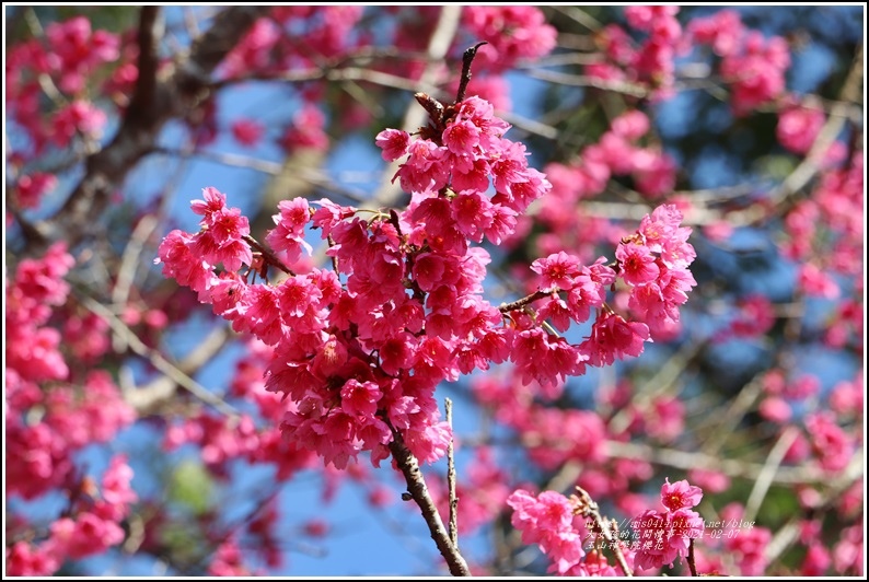 玉山神學院櫻花-2021-02-07.jpg