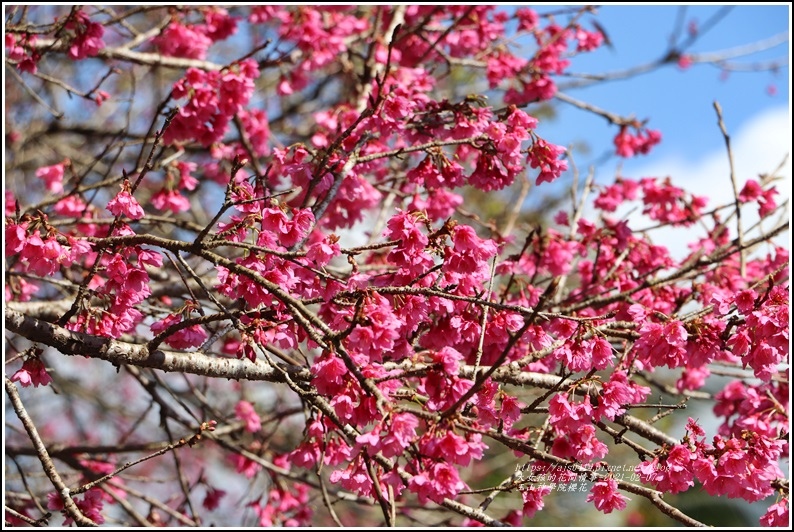 玉山神學院櫻花-2021-02-08.jpg