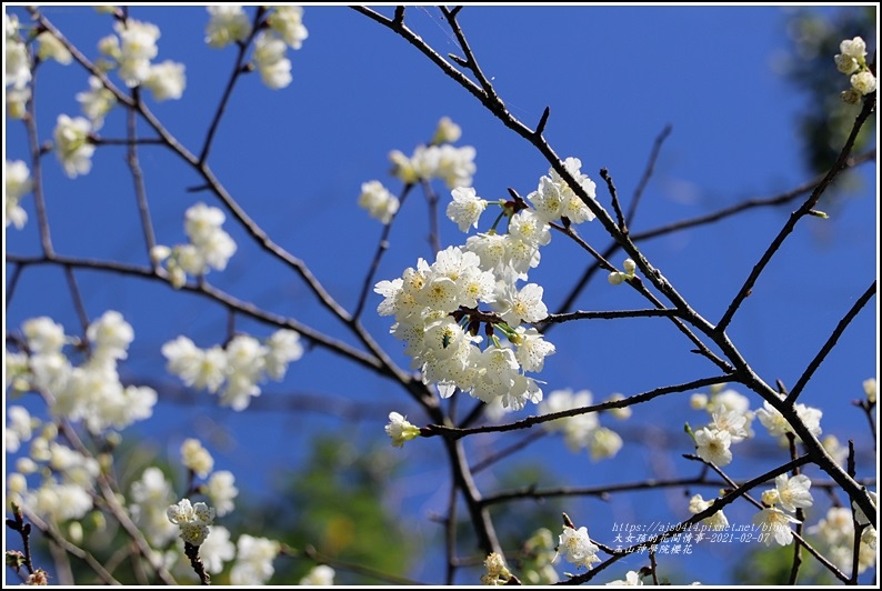 玉山神學院櫻花-2021-02-30.jpg