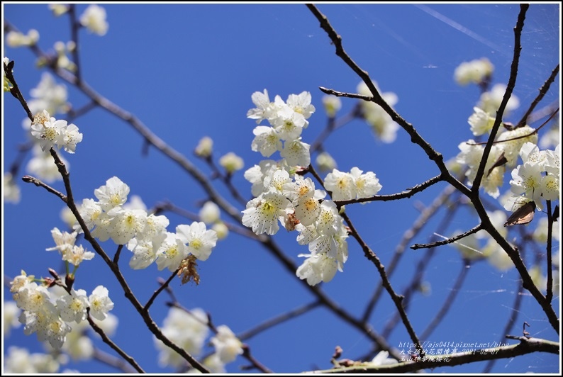 玉山神學院櫻花-2021-02-32.jpg