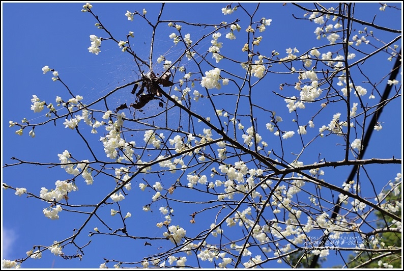 玉山神學院櫻花-2021-02-33.jpg