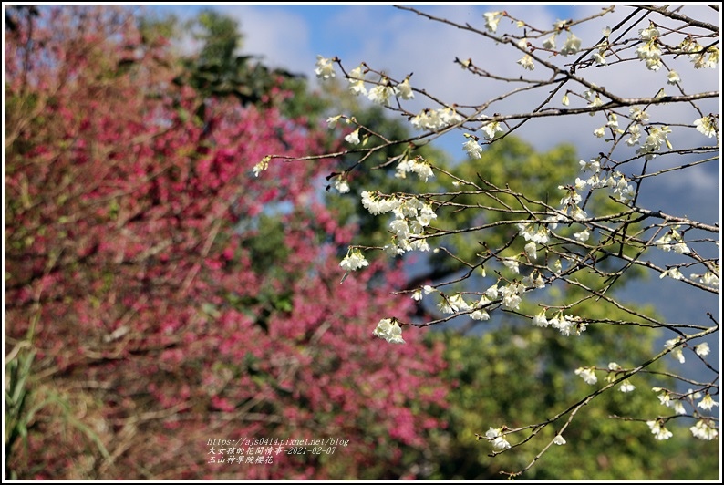 玉山神學院櫻花-2021-02-38.jpg