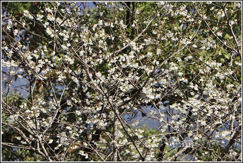 玉山神學院櫻花-2021-02-40.jpg