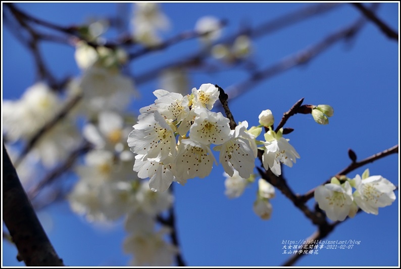 玉山神學院櫻花-2021-02-44.jpg