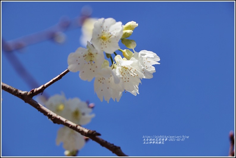 玉山神學院櫻花-2021-02-45.jpg