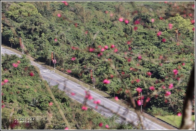 玉山神學院櫻花-2021-02-48.jpg