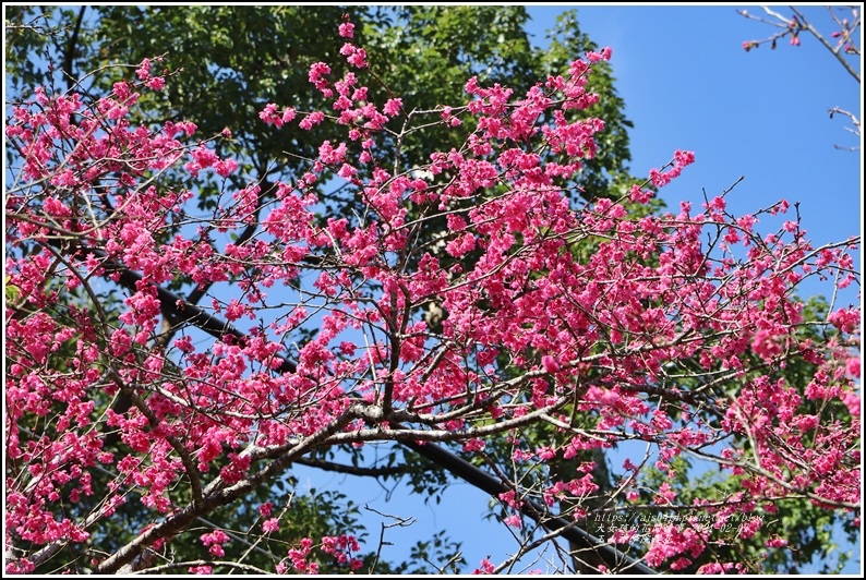 玉山神學院櫻花-2021-02-52.jpg