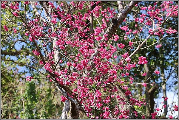 玉山神學院櫻花-2021-02-53.jpg