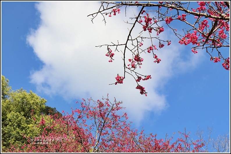 玉山神學院櫻花-2021-02-62.jpg