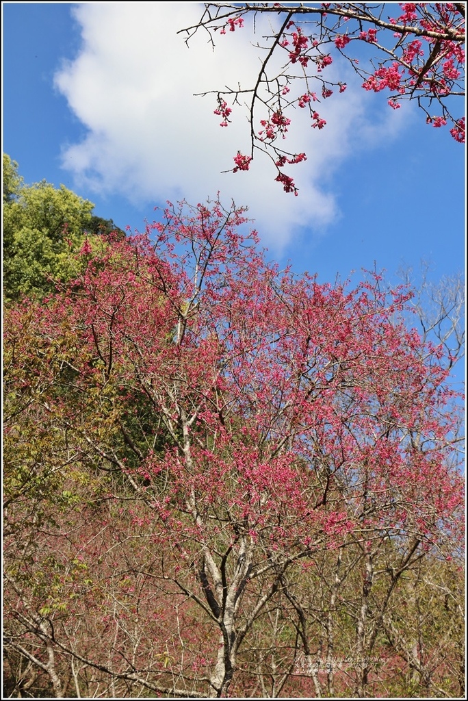 玉山神學院櫻花-2021-02-60.jpg