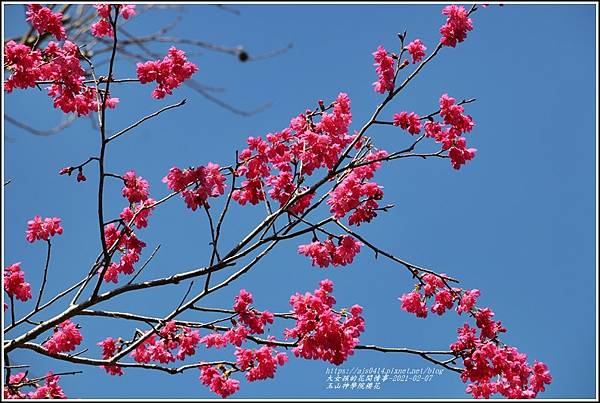 玉山神學院櫻花-2021-02-63.jpg