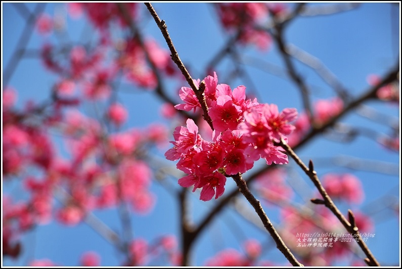 玉山神學院櫻花-2021-02-84.jpg