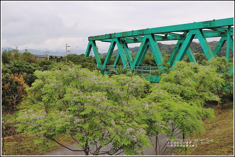 紅葉溪防汛道路苦楝花-2021-03-01.jpg