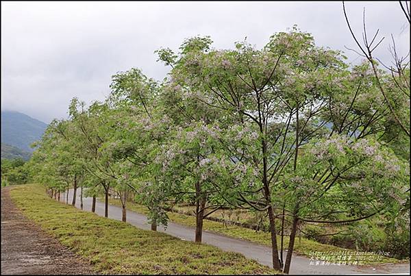 紅葉溪防汛道路苦楝花-2021-03-13.jpg