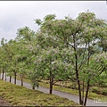 紅葉溪防汛道路苦楝花-2021-03-13.jpg
