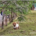 紅葉溪防汛道路苦楝花-2021-03-16.jpg