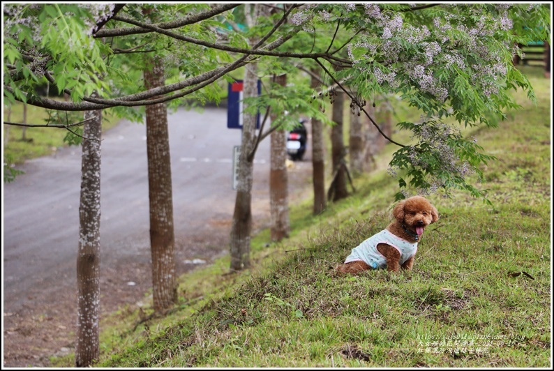 紅葉溪防汛道路苦楝花-2021-03-19.jpg