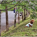 紅葉溪防汛道路苦楝花-2021-03-19.jpg