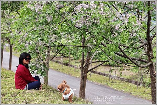 紅葉溪防汛道路苦楝花-2021-03-27.jpg