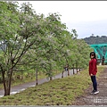 紅葉溪防汛道路苦楝花-2021-03-35.jpg