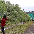 紅葉溪防汛道路苦楝花-2021-03-36.jpg