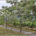 紅葉溪防汛道路苦楝花-2021-03-33.jpg