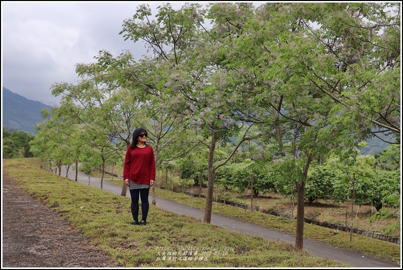 紅葉溪防汛道路苦楝花-2021-03-34.jpg