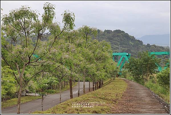 紅葉溪防汛道路苦楝花-2021-03-43.jpg