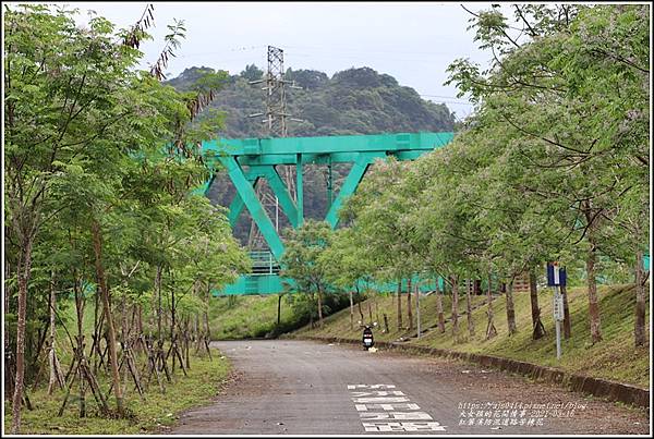 紅葉溪防汛道路苦楝花-2021-03-40.jpg