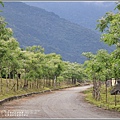 紅葉溪防汛道路苦楝花-2021-03-44.jpg