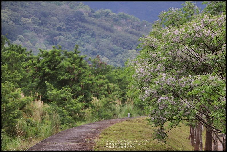 紅葉溪防汛道路苦楝花-2021-03-54.jpg