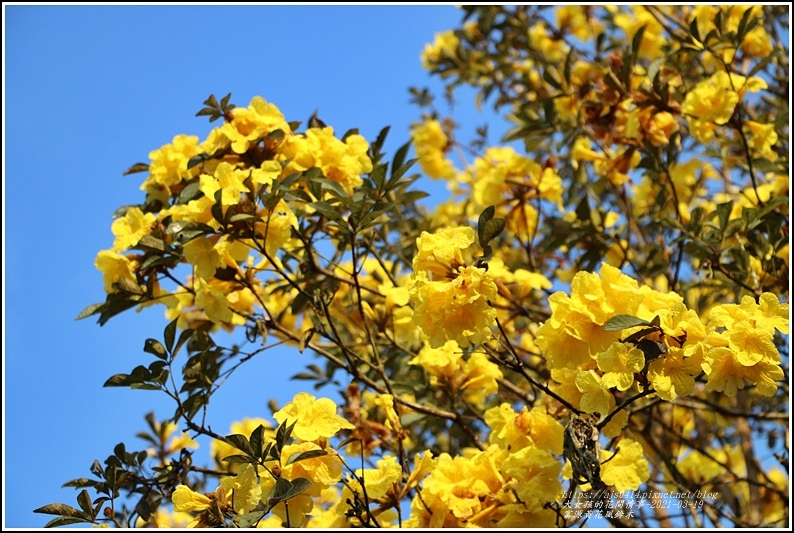 富源黃花風鈴木-2021-03-81.jpg