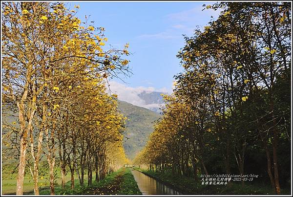 富源黃花風鈴木-2021-03-86.jpg