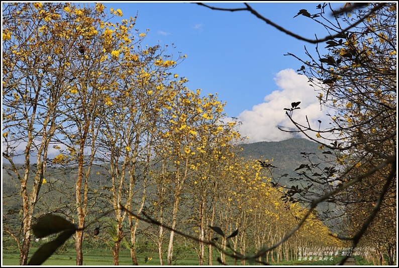 富源黃花風鈴木-2021-03-91.jpg