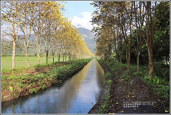 富源黃花風鈴木-2021-03-102.jpg