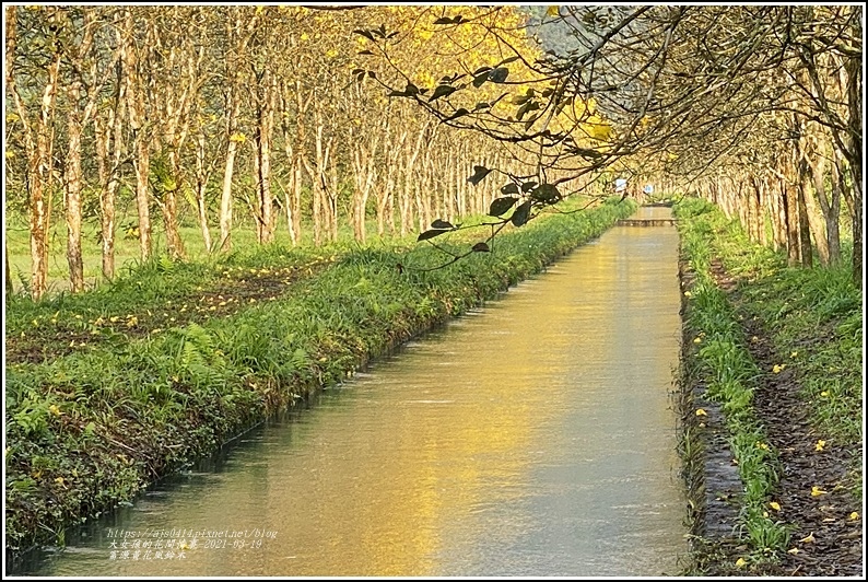 富源黃花風鈴木-2021-03-112.jpg