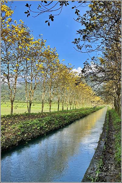 富源黃花風鈴木-2021-03-109.jpg