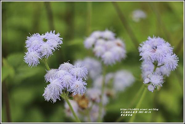 紫花藿香薊-2021-03-04.jpg