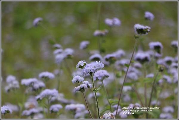 紫花藿香薊-2021-03-03.jpg