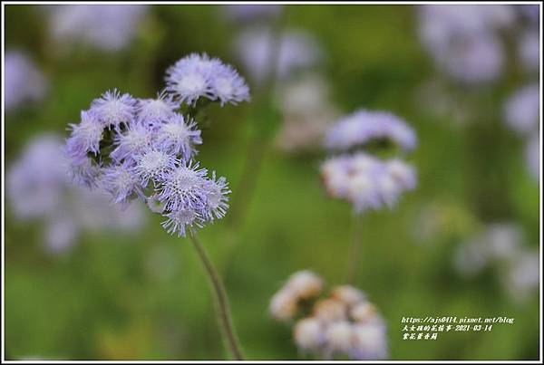 紫花藿香薊-2021-03-11.jpg