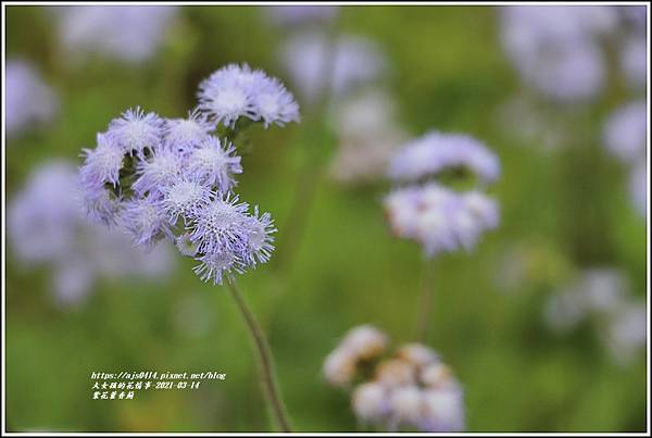 紫花藿香薊-2021-03-20.jpg