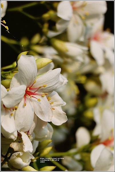 明利油桐花-2021-03-11.jpg