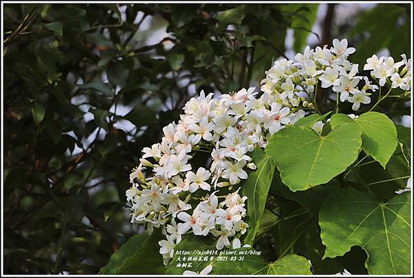 明利油桐花-2021-03-22.jpg