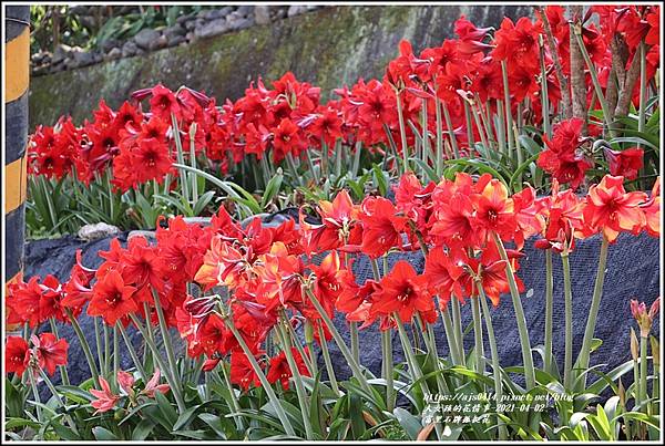 富里石牌孤挺花-2021-04-02.jpg