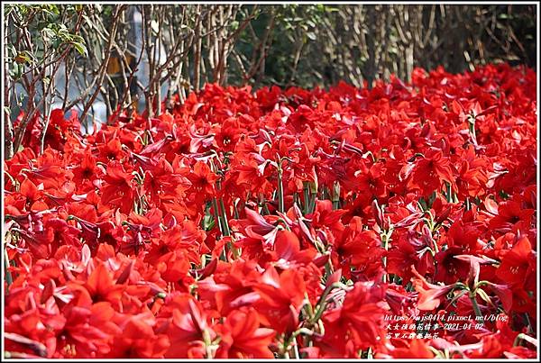 富里石牌孤挺花-2021-04-11.jpg